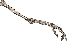 骷髏矢量元素