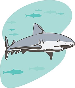 鯊魚游側視圖