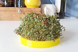 独行菜站