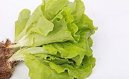 生菜