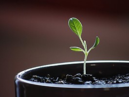 植物嫩芽背景圖片