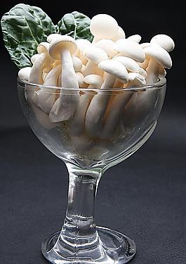 白玉菇