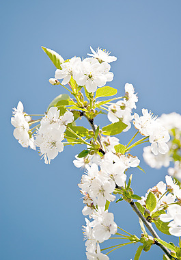 櫻花