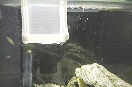 魚缸魚苗箱體