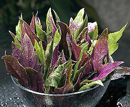紫贝菜