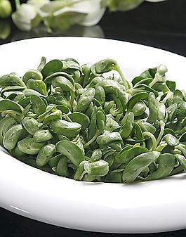 豆苗