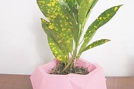 水晶花盆