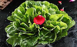 白菜苗