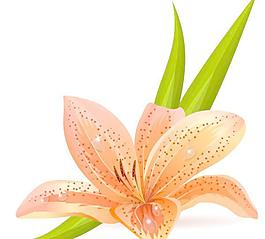 百合花矢量素材