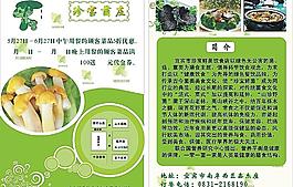 珍寶菌莊