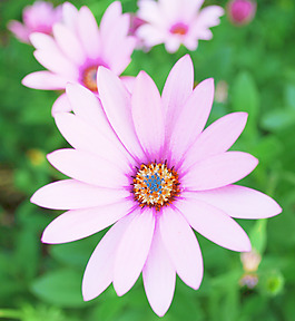 紫雛菊