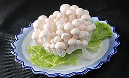 白玉菇