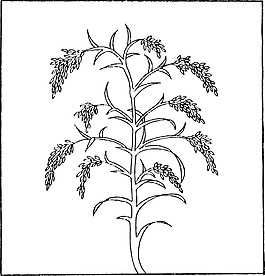矢量植物