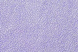 56807_皮革_綜合