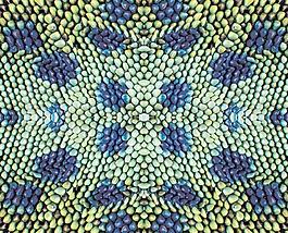 58766_皮革_蛇皮