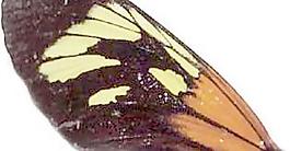 49216_肌理油彩_生物理