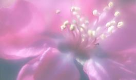 59480_肌理油彩_生物理