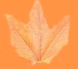 59523_肌理油彩_生物理
