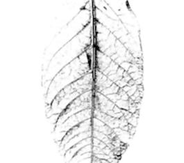 59560_肌理油彩_生物理