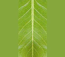 59578_肌理油彩_生物理
