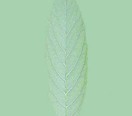 59696_肌理油彩_生物理