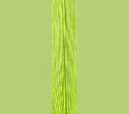 59703_肌理油彩_生物理