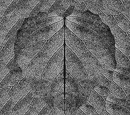 59710_肌理油彩_生物理
