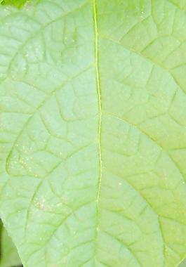 59714_肌理油彩_生物理