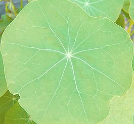 59737_肌理油彩_生物理