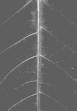 59865_肌理油彩_生物理