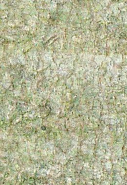 59906_肌理油彩_生物理