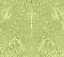 59932_肌理油彩_生物理