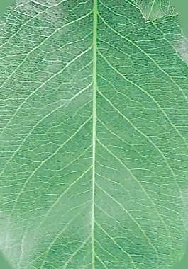 59942_肌理油彩_生物理