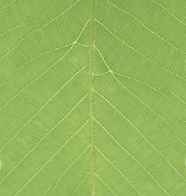 59951_肌理油彩_生物理
