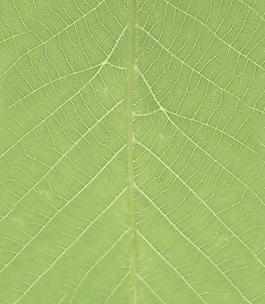 59994_肌理油彩_生物理