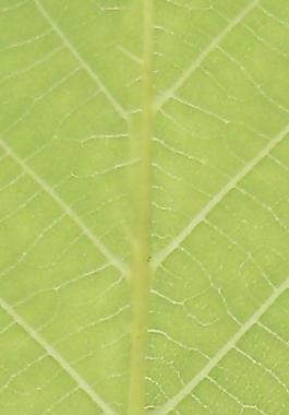 60020_肌理油彩_生物理