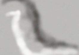 63875_肌理油彩_生物理
