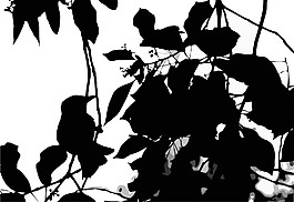 線描花紋