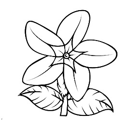 野生花卉畫(huà)