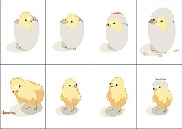 動物插圖-出殼小雞