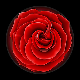 玫瑰花矢量圖