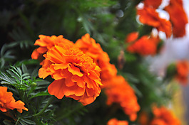 花之情懷
