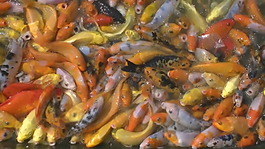 富貴鯉魚視頻高清素材