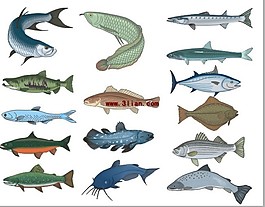 多款魚類