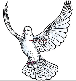 飛翔的鳥