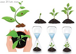 植物幼苗