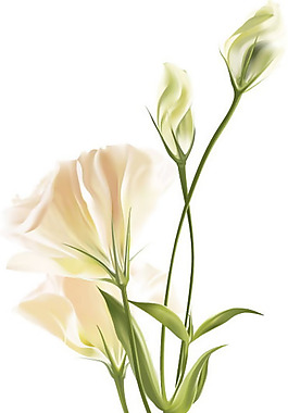 美麗的花卉