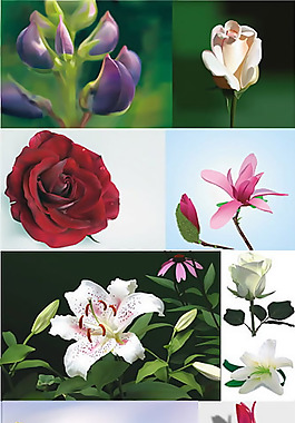 玫瑰花，百合花