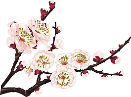梅花图片