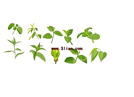 嫩芽 綠色小植物